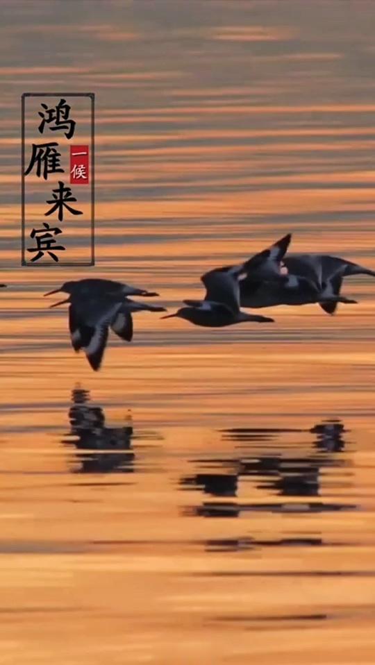 华夏生生医学每日一临证名言：【#国医的精诚力量#】24、久病必虚，久病及肾，久病