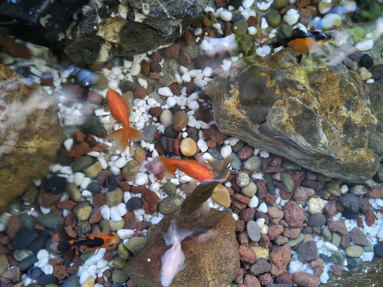 没想到这小鱼生命力这么顽强[呲牙]