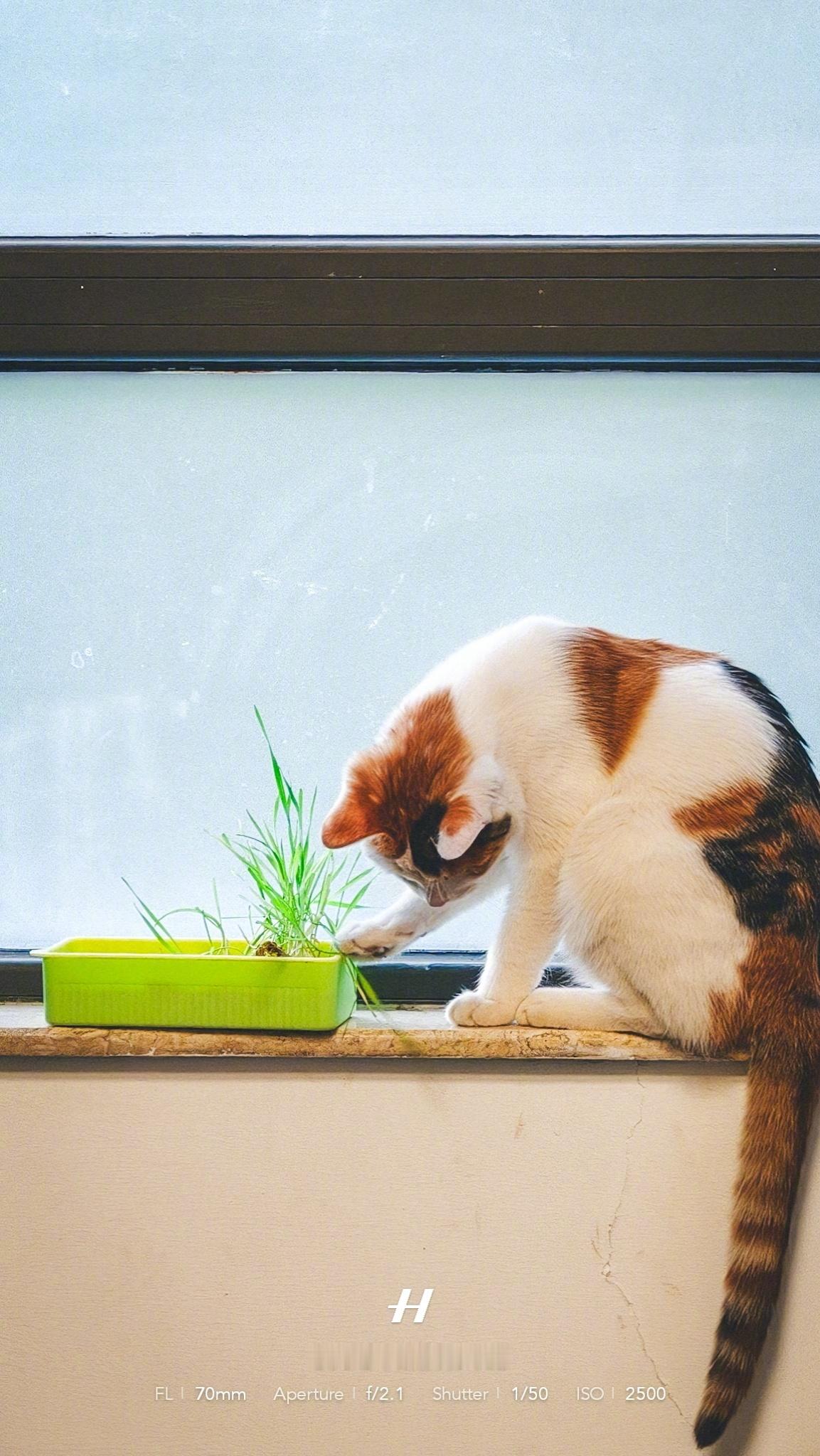 感觉这盒猫草小命要不保🐈：喵～🌱：艹!!! 