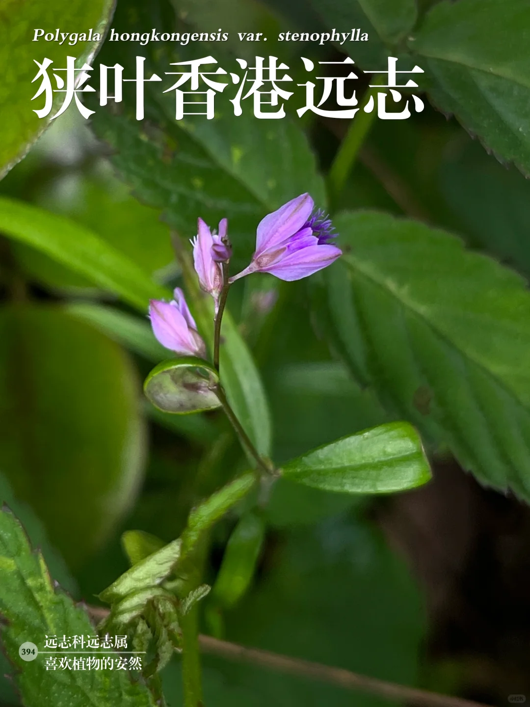 福州植物打标394｜娇小可爱的狭叶香港远志