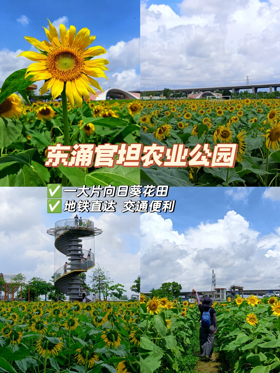 6.20广州📍东涌向日葵开爆了 一大片好拍