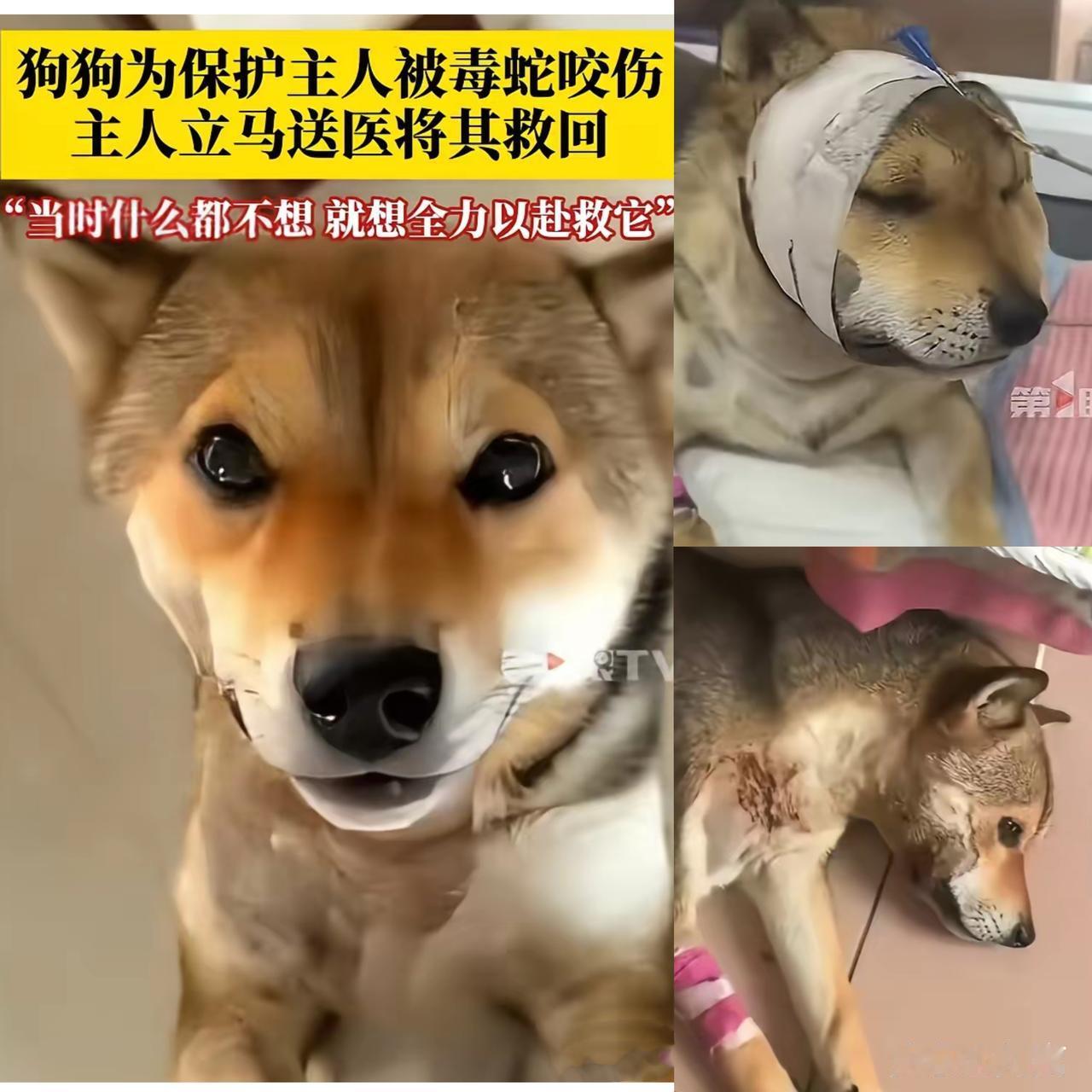 河北唐山，狗狗为救主人被毒蛇咬伤，主人抱着蛇毒发作的狗子冲往医院。主人：当时什么
