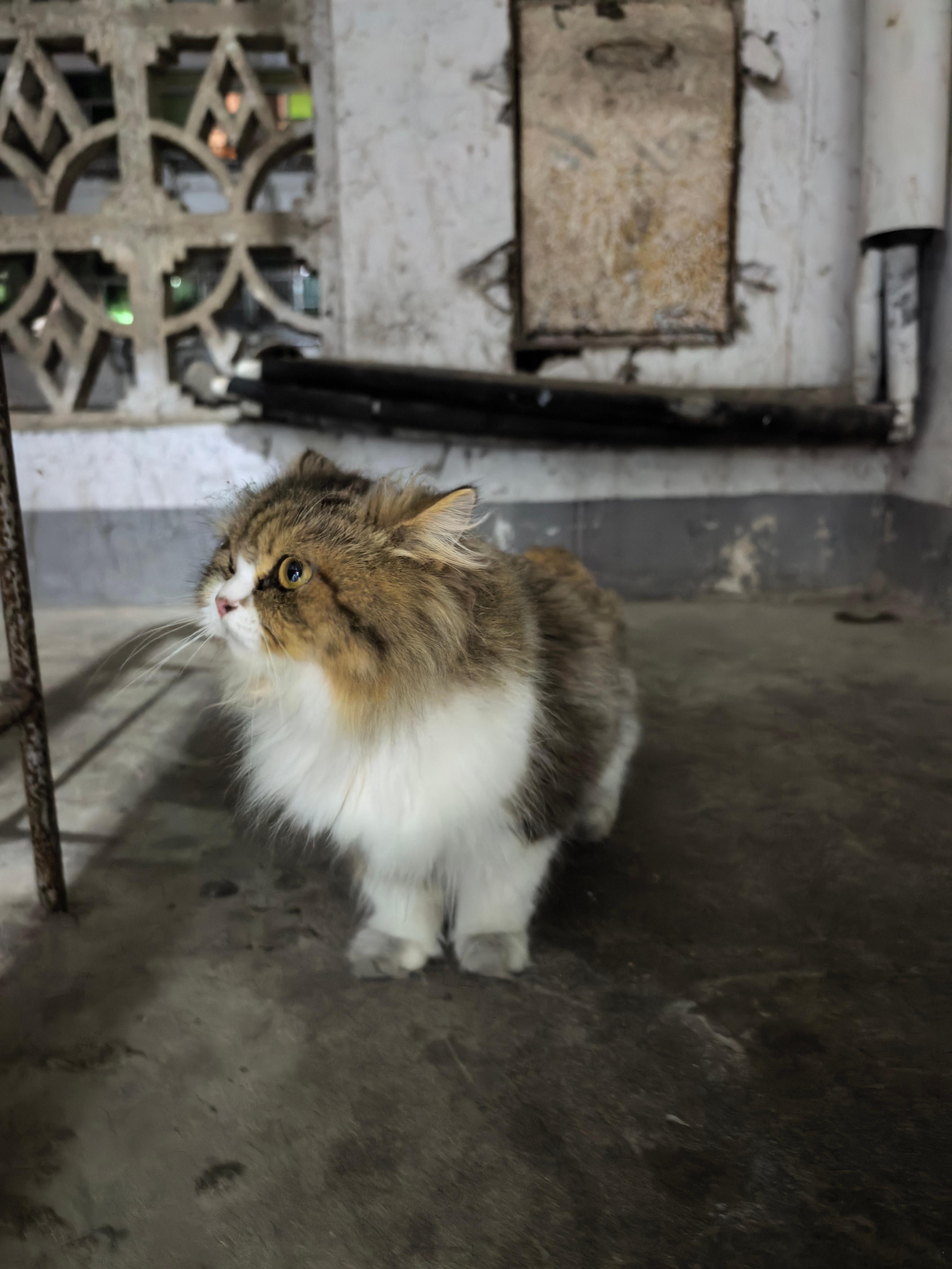 和大儿散步回来到二楼。楼梯上趴着这玩意儿。我说是猫还是狗啊。大儿说是猫。然后就跟
