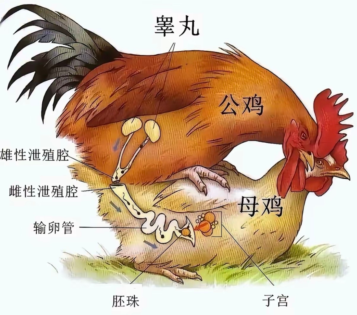 你们知道小鸡是怎么来的吗？不是所有的鸡蛋都能孵出小鸡！ 