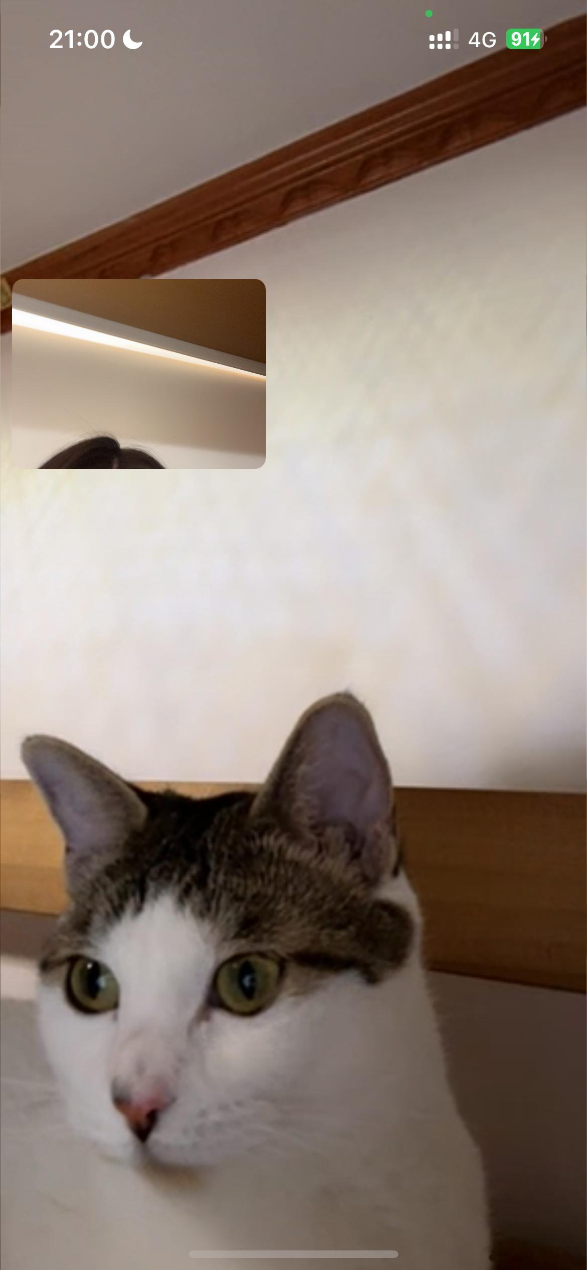 这样根本说不出来我在和谁打电话猫猫主人说 你先替我聊会 