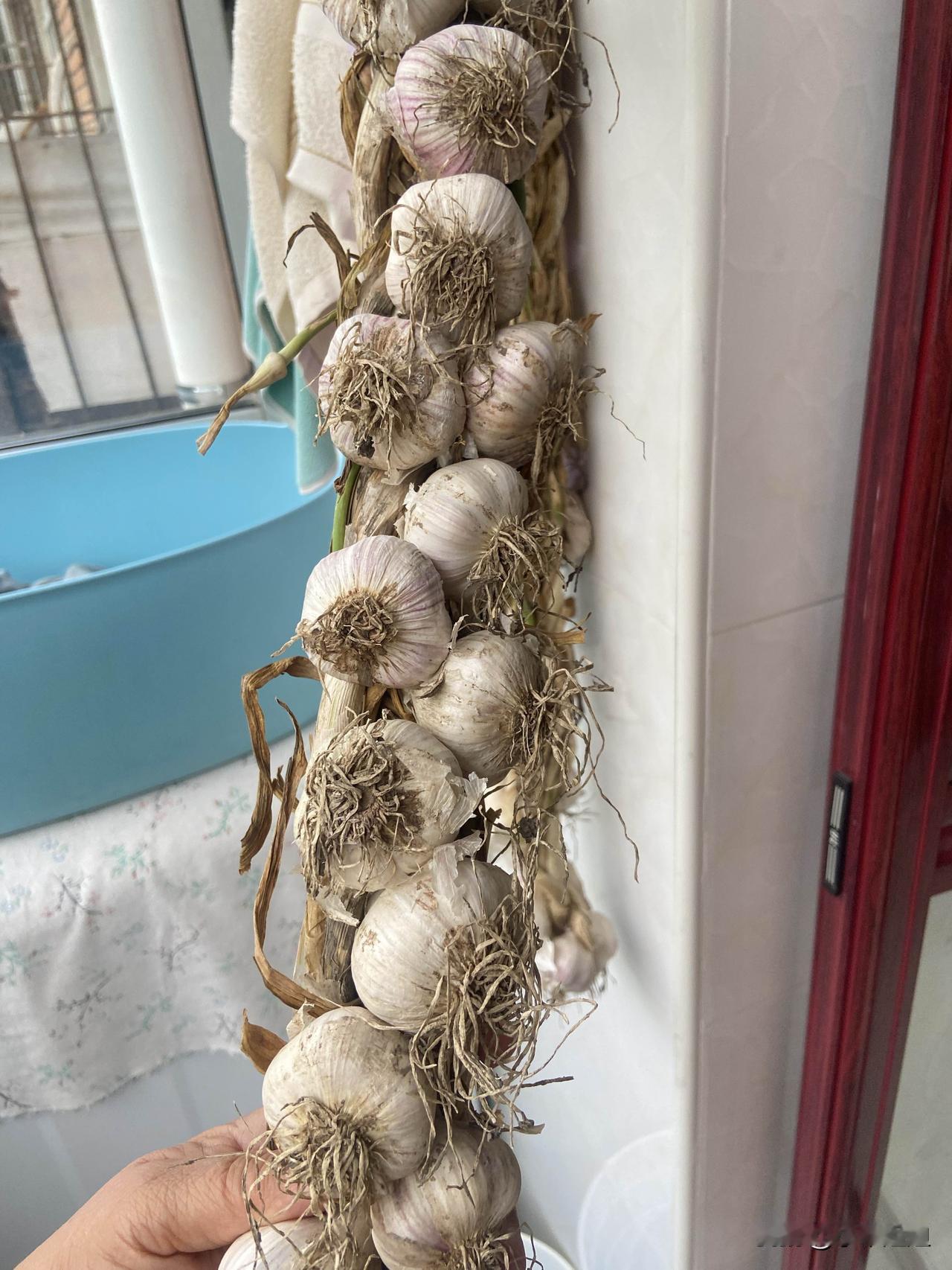 今天我在早市买了天津宝坻四六瓣紫皮大蒜！是一对宝坻老夫妻两卖的！20元50头！比