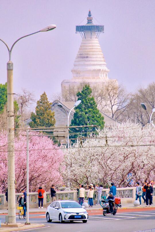 3.13北京山桃花实况播报🌸周末赏花路线推荐