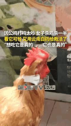 “离了个大谱”贵州贵阳，一女子因为自家公鸡喜欢凌晨打鸣影响休息，于是女子再三思索