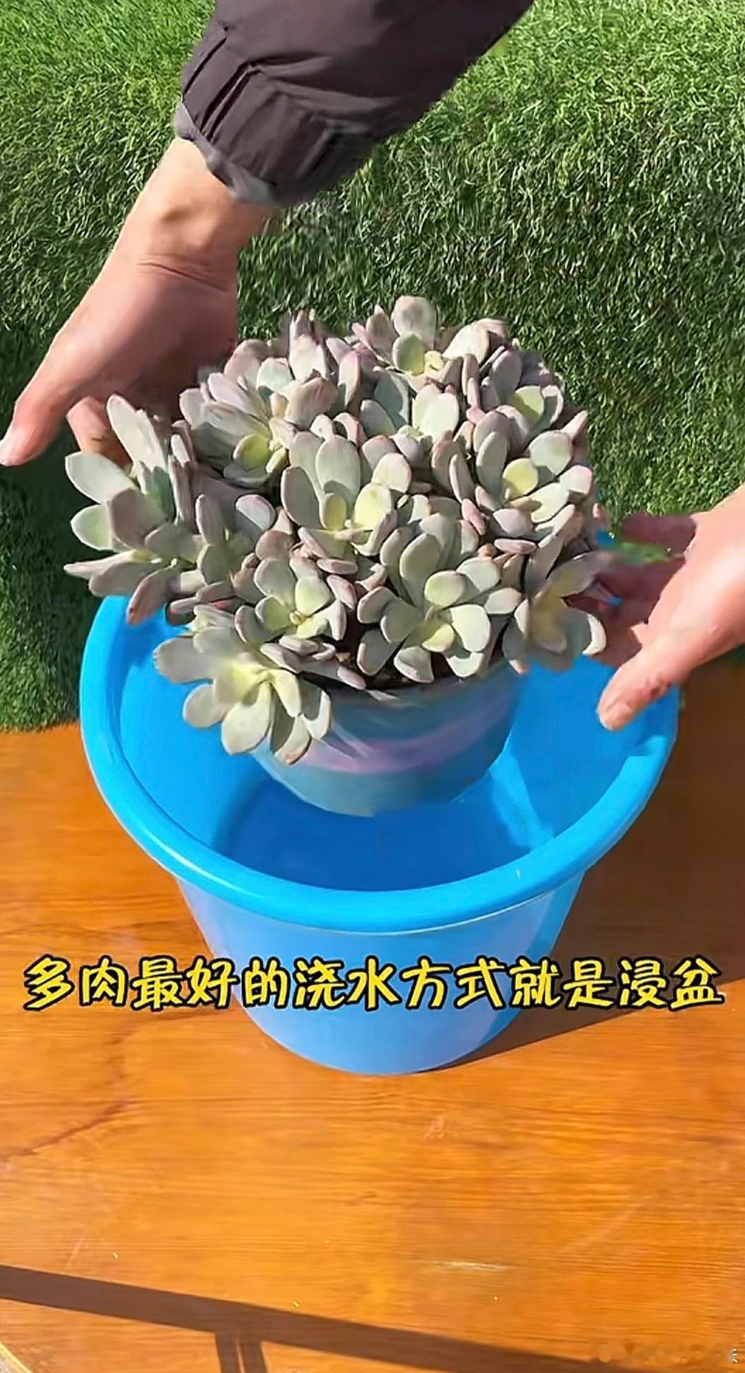 是这个意思吗[哪吒使坏] 和平精英职业联赛[超话]  