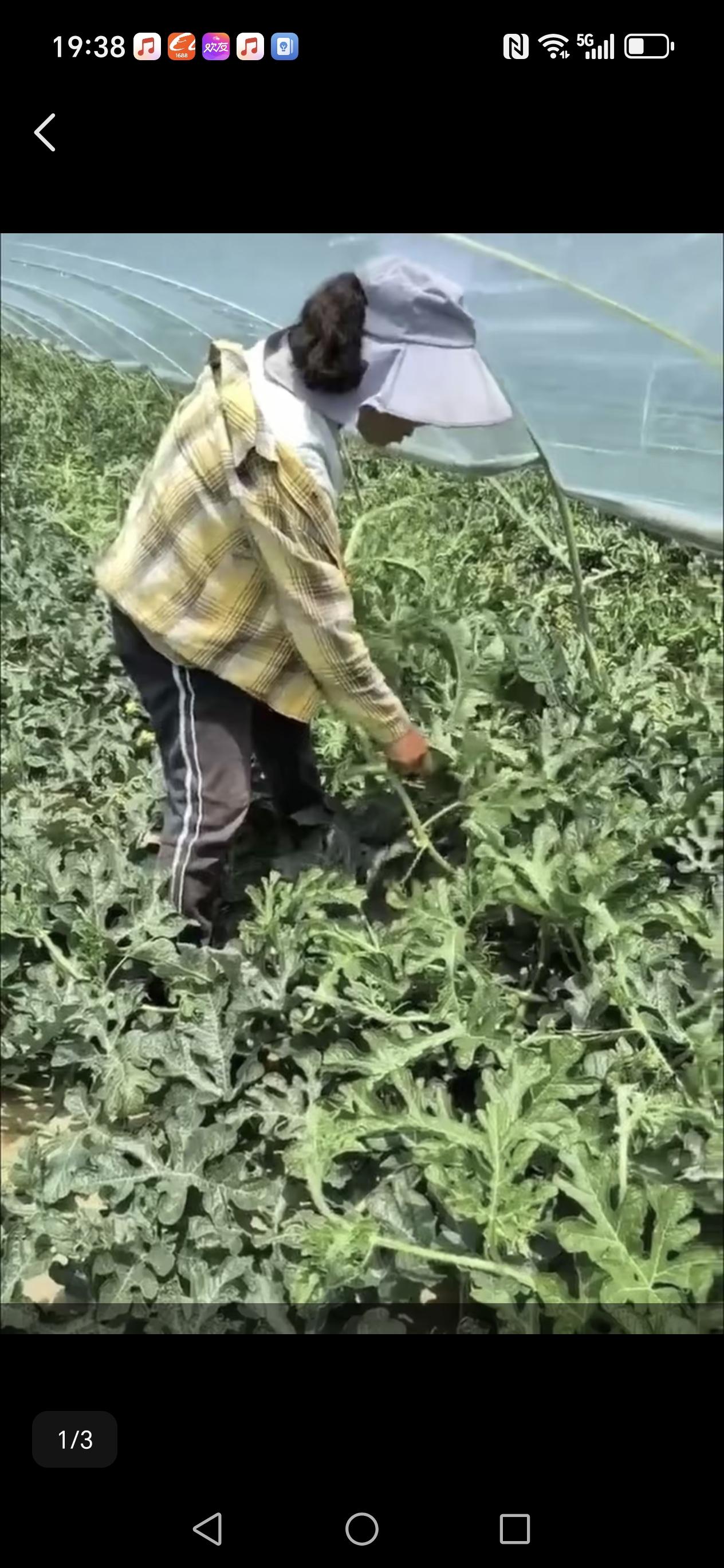 陕西渭南，一农妇带着3个“老闺蜜”帮雇主给西瓜打杈，4个人做了44天，本来能拿到