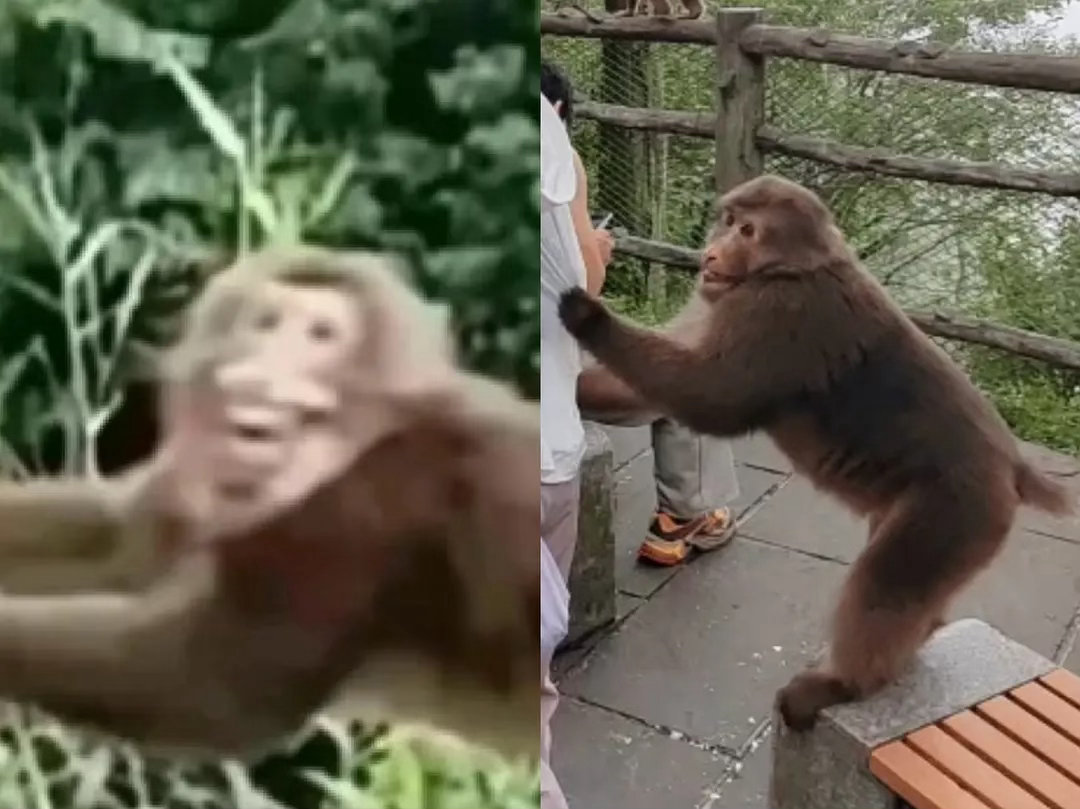 没想到鹿晗和峨眉山猴子还能联系在一起 