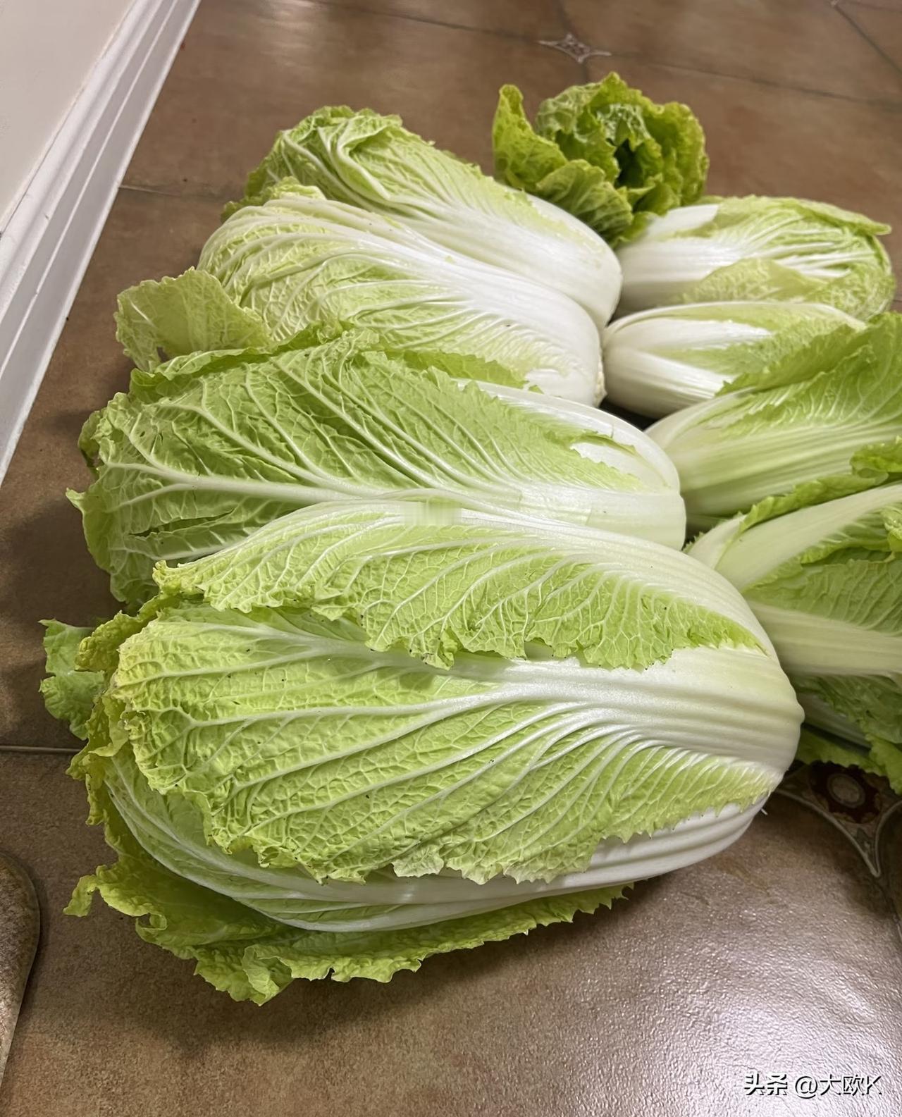 是年纪到了吗？
一盘清炒白菜，一碗萝卜汤，吃得踏实舒坦。
老话说：“鱼生火，肉生