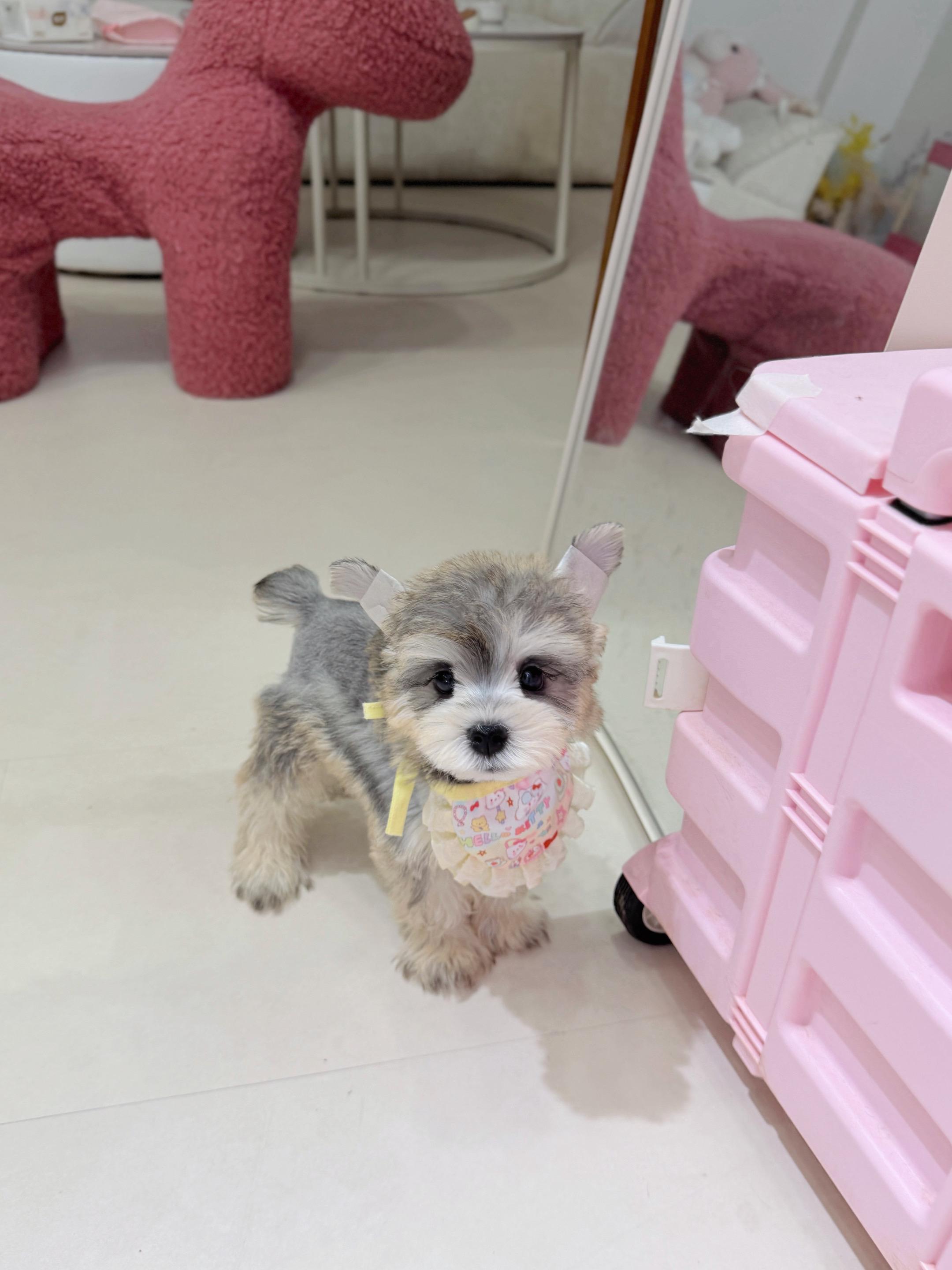 如此小萌物，你让我怎么拒绝。