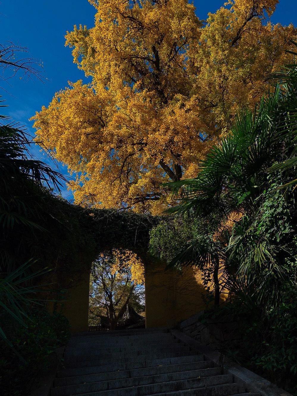 北京上方山古树保护区，拥有古树多达1154株。了解北京自然生态的宝藏乐园！根据古