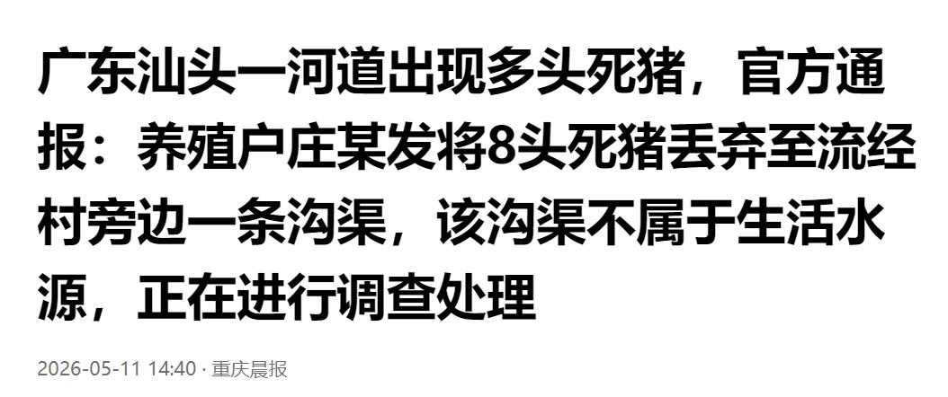 汕头河道惊现多头死猪！养殖户随意丢弃 8 头死猪入沟渠，官方通报回应处置进展。