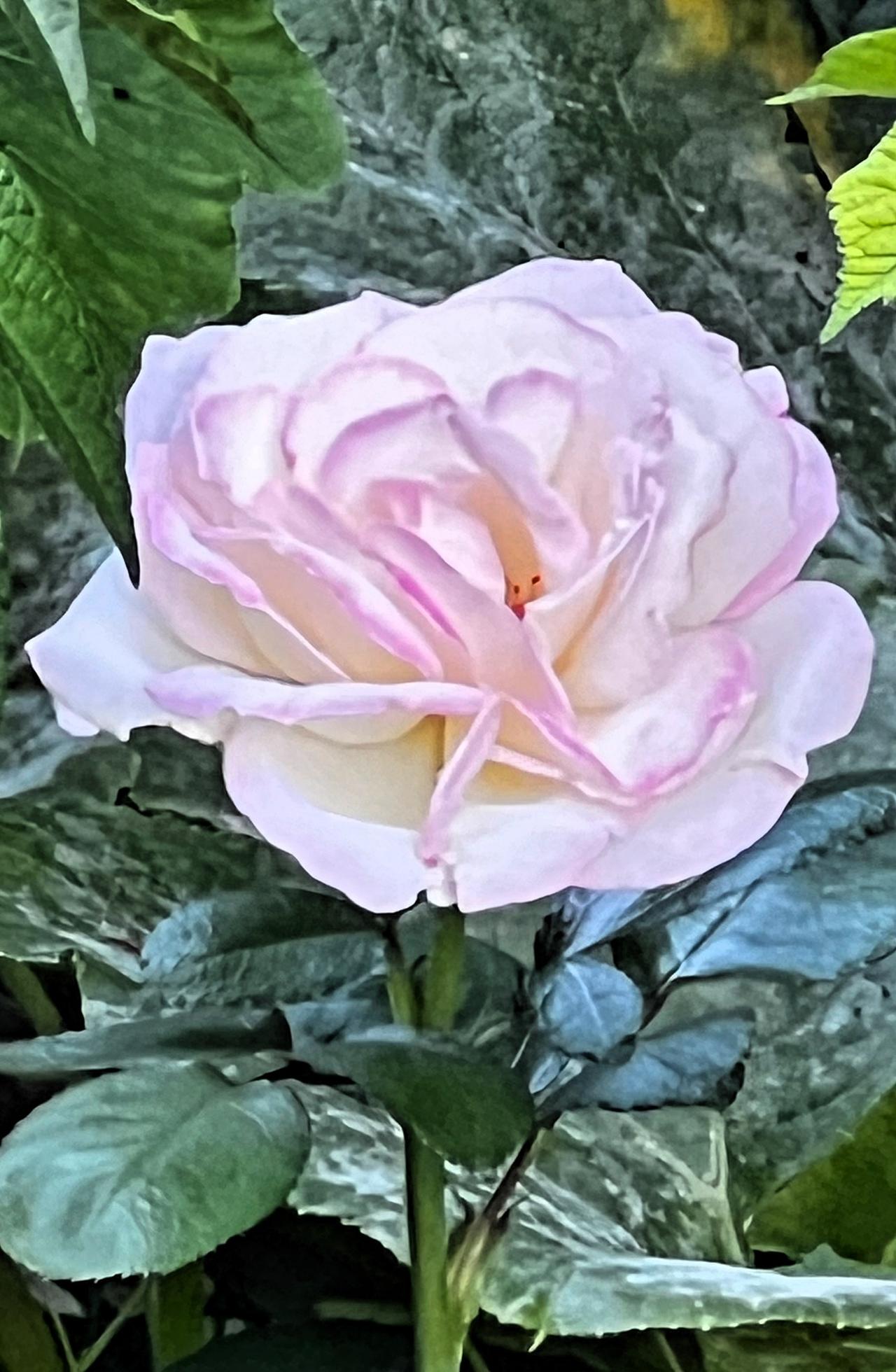 朋友们,什么花四季常开?月季花四季盛开，月季花有着“花中皇后”的美誉，人们喜欢月