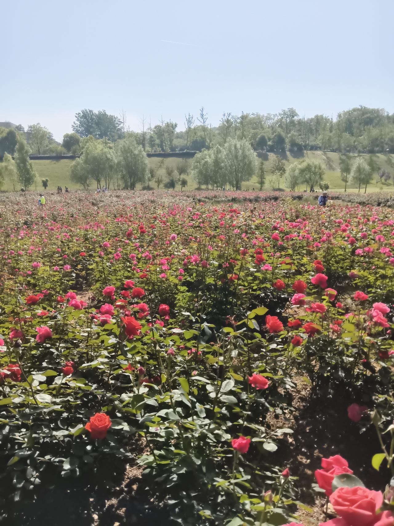 中小学取消重点班对学生有何好处我觉得这样挺好的，有利于孩子们的身心健康，省的天天