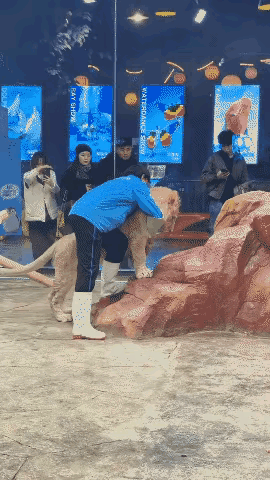 这头小狮子的性格比较温顺，任由工作人员抱它，也没有表现出攻击人的样子，不知为什么