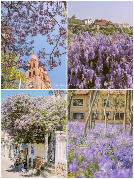 如果青岛春天的浪漫有颜色💜多半是紫色的