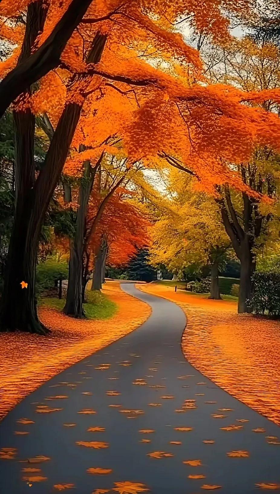 秋日漫步，落叶铺就的浪漫小径，暖阳洒下，心旷神怡。🍂🍁🍂如此醉人的秋色 晚