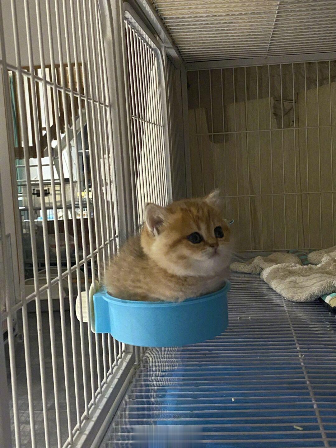 这只猫咪太可爱了！给它弄了窝它不去睡，非要跑到自己的饭碗里面坐着，真好玩！