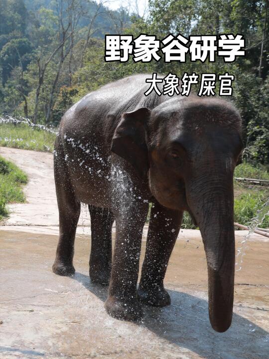 西双版纳野象谷｜做大象铲屎官洗澡喂食体检