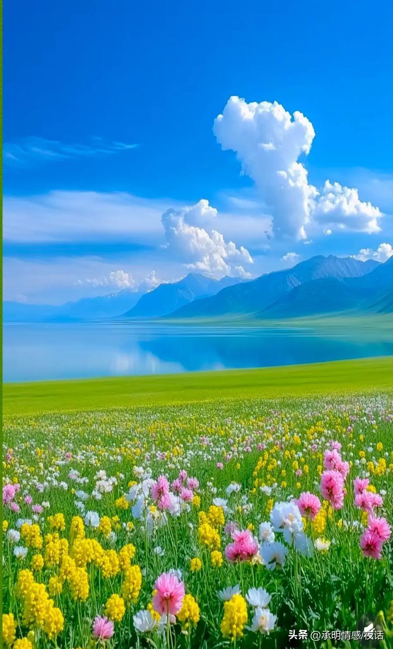 蓝天白云，花海美如画。蓝天治愈风景 粉色花海风景
