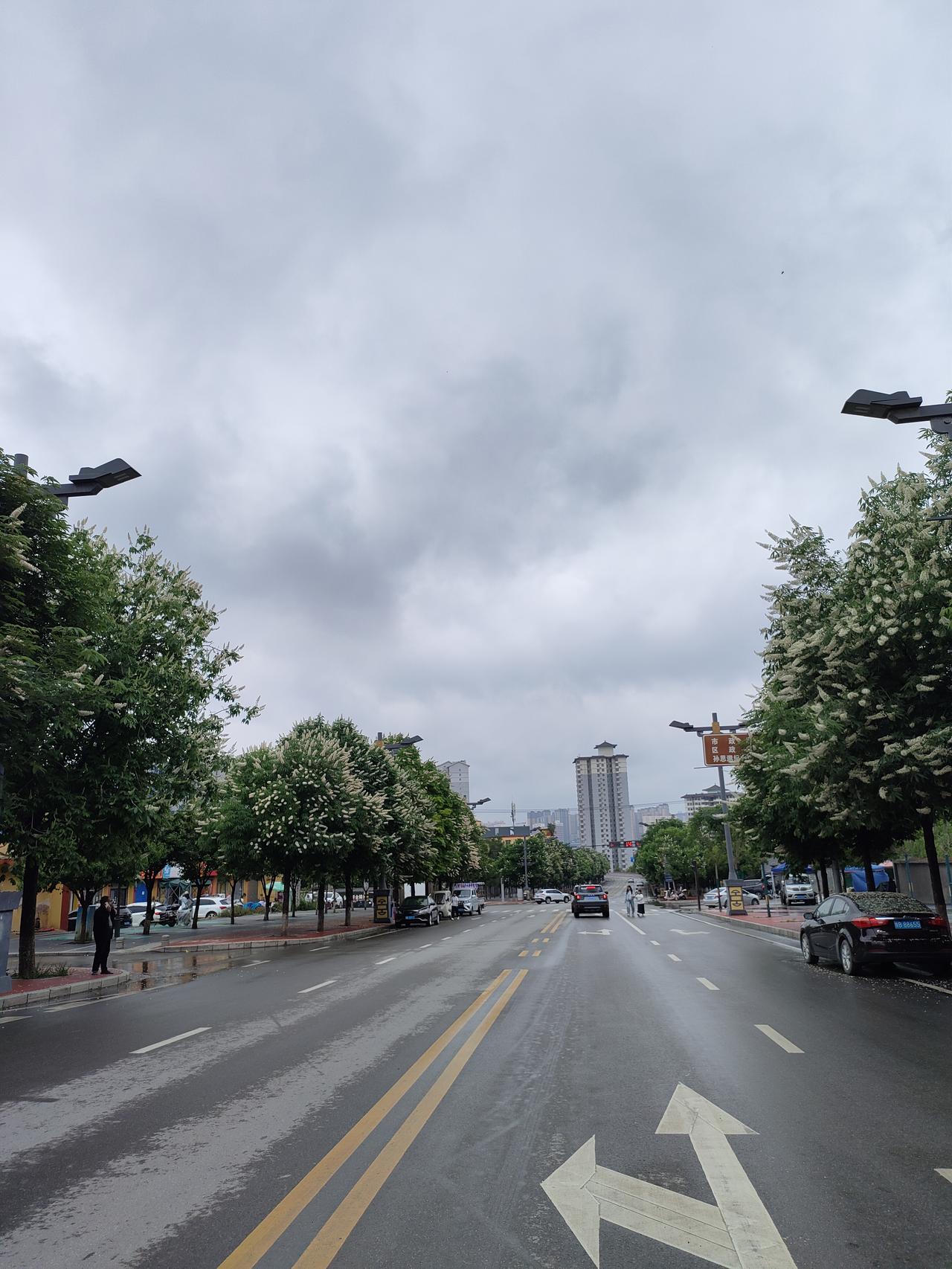 记录我的2026阴云漫过天际，行道树缀满细碎白花，雨后的街道清润安静，车流缓缓，