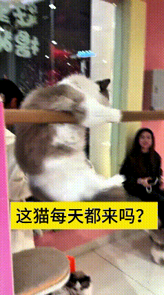乖乖嘞，带闺女出来吃饭，一眼看见小猫直接挪不动脚啦！
一群漂亮小姐姐带着自家布偶