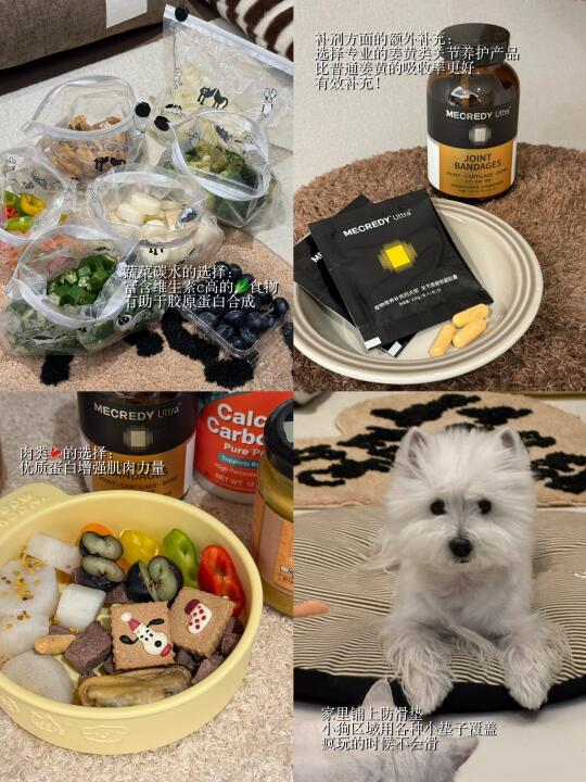 西高地白梗｜全方位关节养护分享