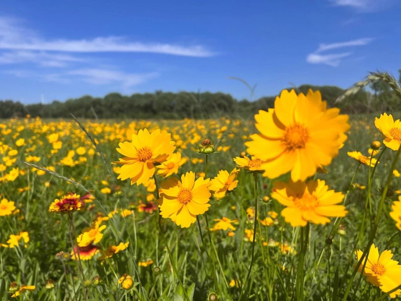 【石家庄金鸡菊、天人菊盛放】初夏时节，在石家庄的太平河南岸，利得市场路与古城路交