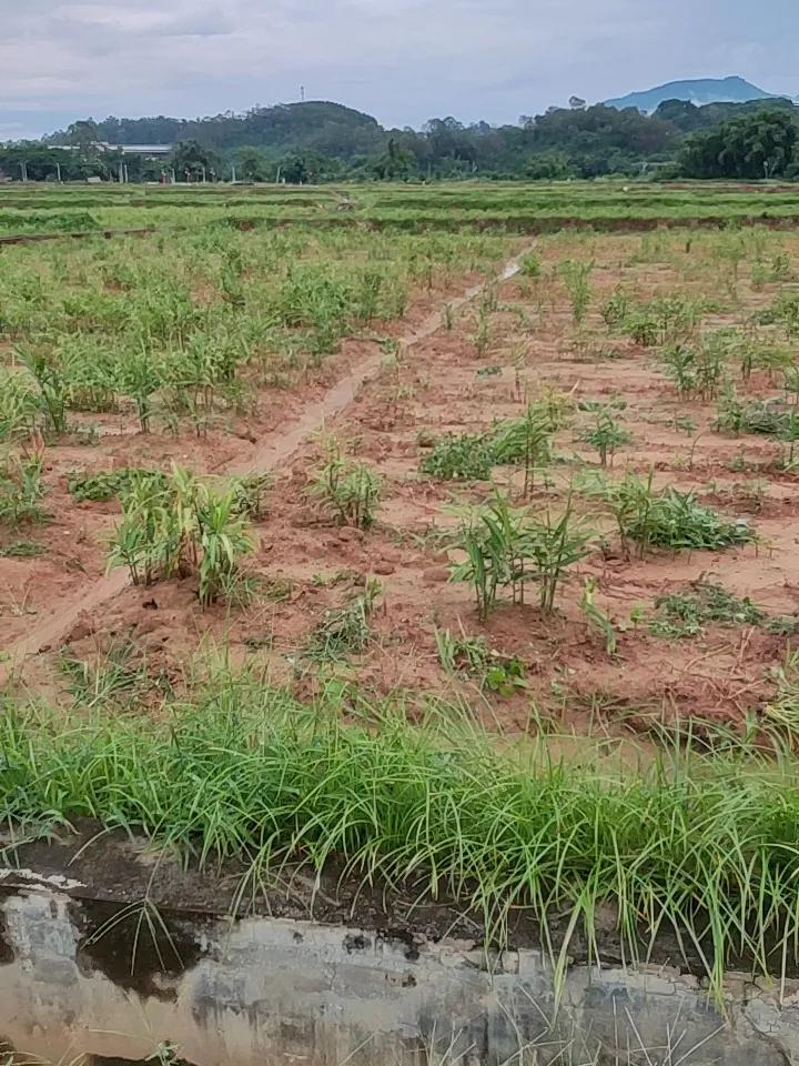 分享几张家乡田野的照片，每一张都藏着我对家乡的眷恋。瞧这张，大片金黄的油菜花肆意