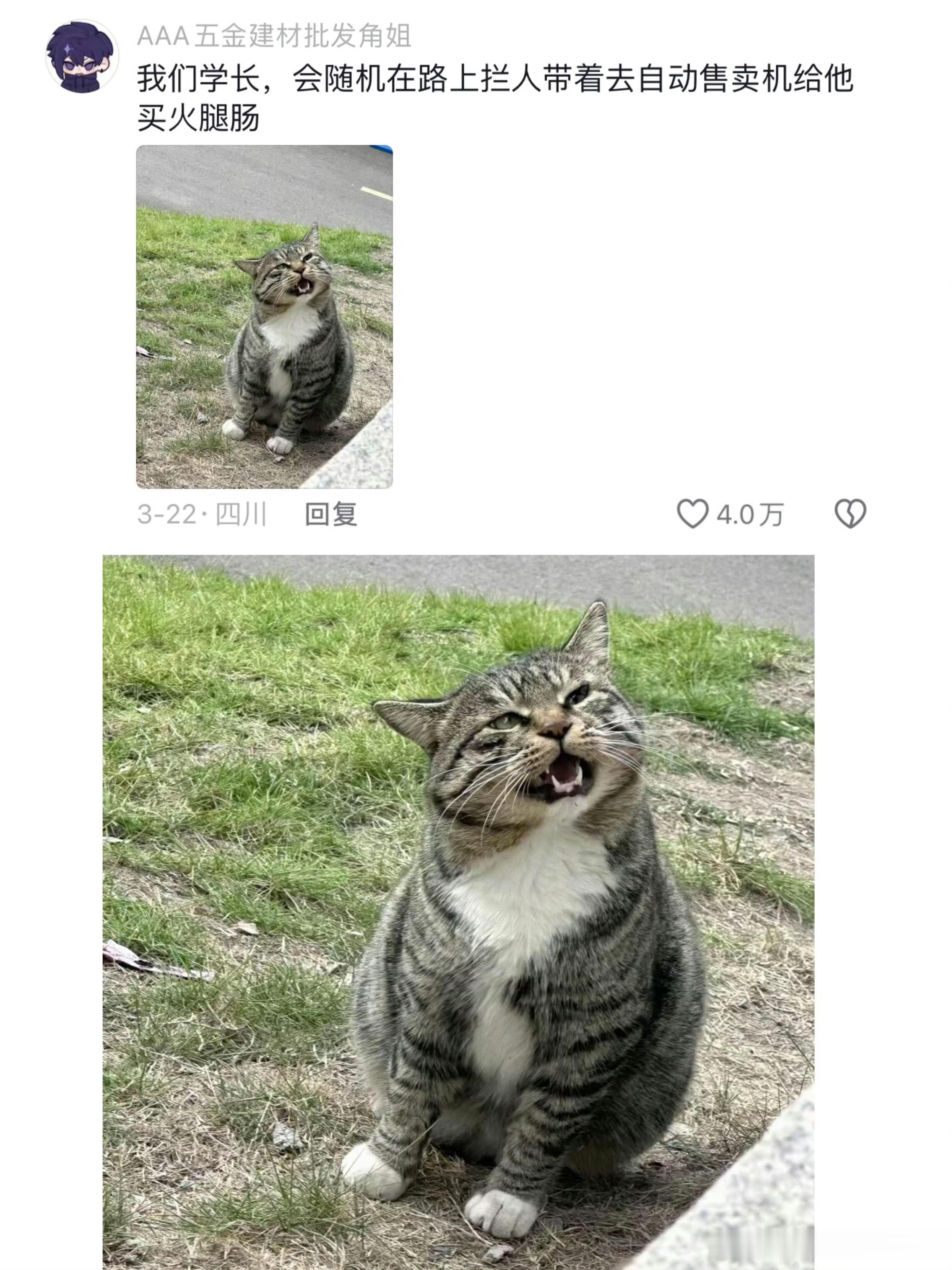 一张图证明学校的小猫养的有多好 ​​​