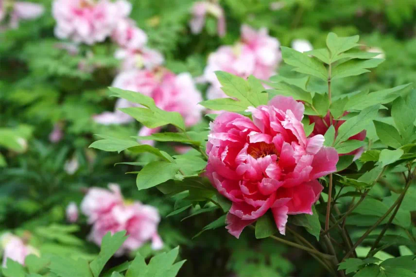谷雨节气相约郑州好春光谷润万物，春霖亳都 | 二十四节气里的大美郑州，谷雨取自“