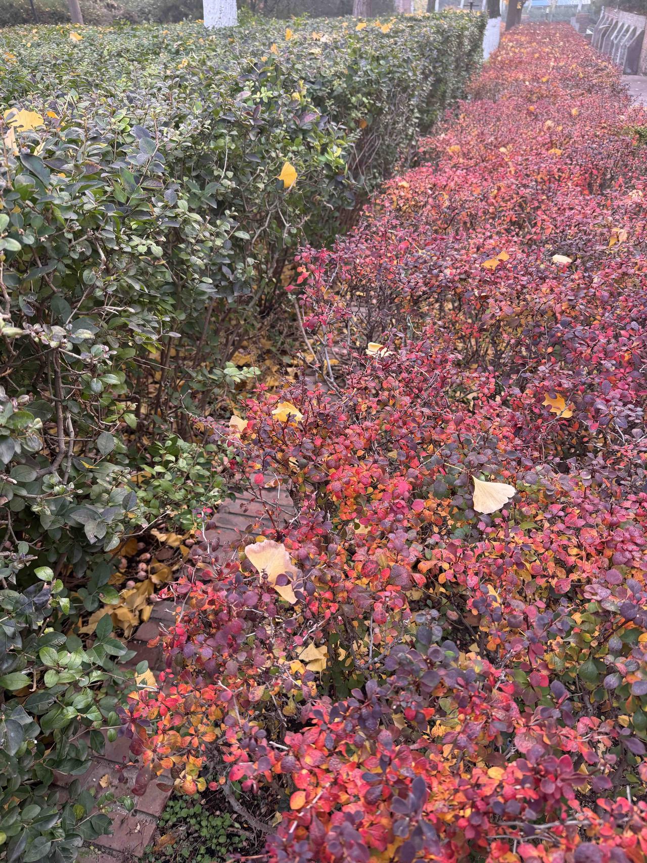 路过这里，见绿、红、黄各色交织。首都于秋冬之交，植物以斑斓作答，绿的坚守、红的热