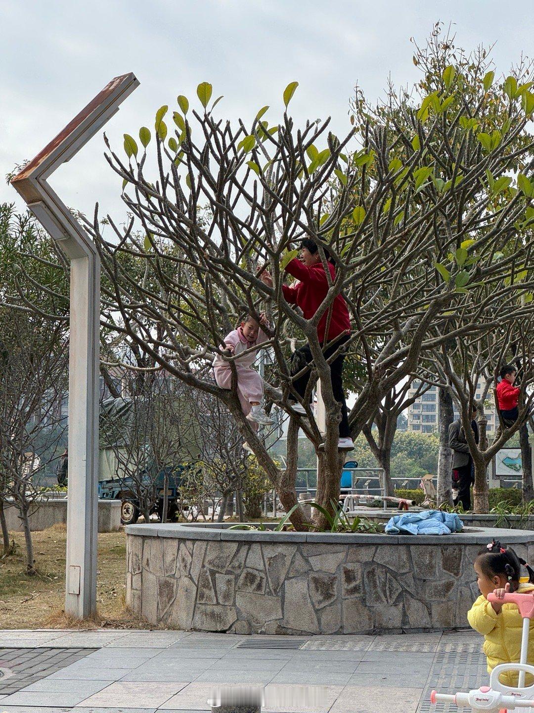 等红绿灯30秒，看着这位“年迈”的阿嬷带着孩子爬树…哎… 