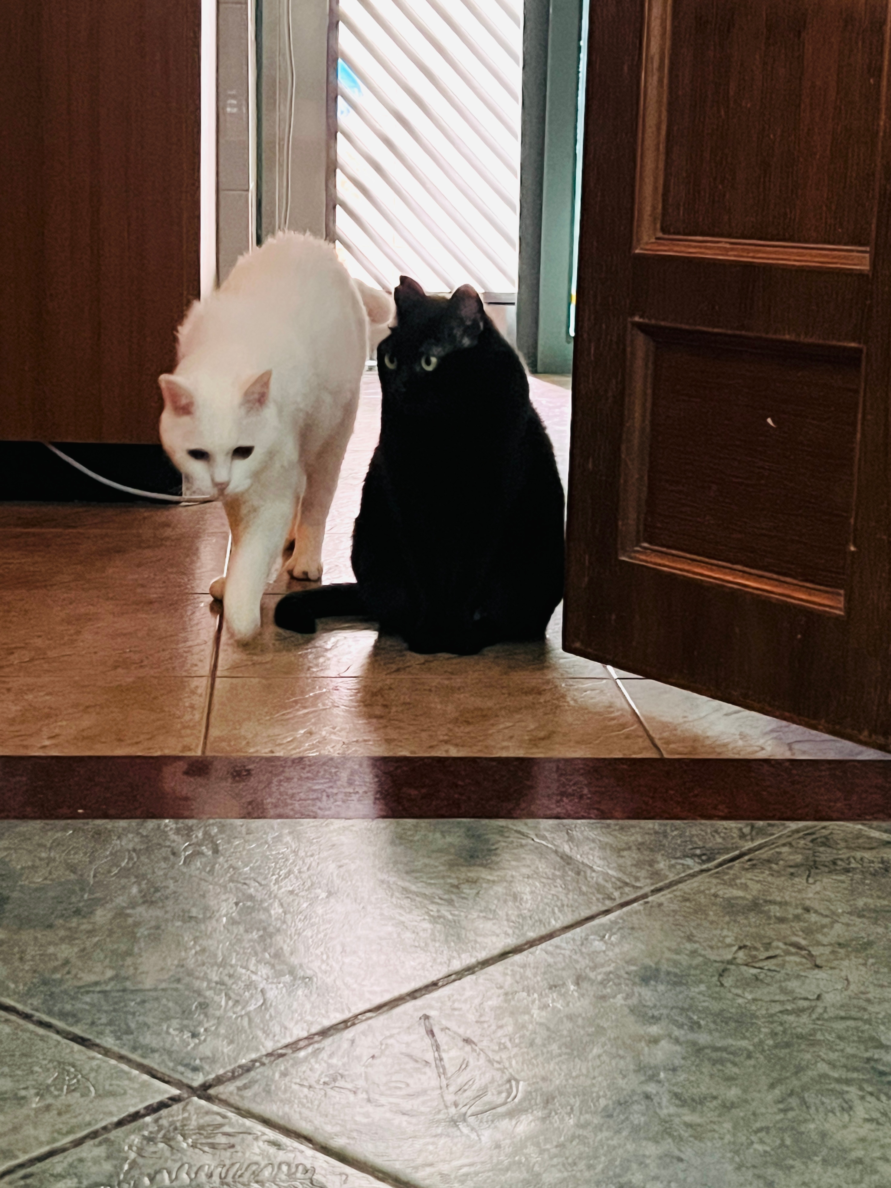 吉：借過！蝦：不借！ 