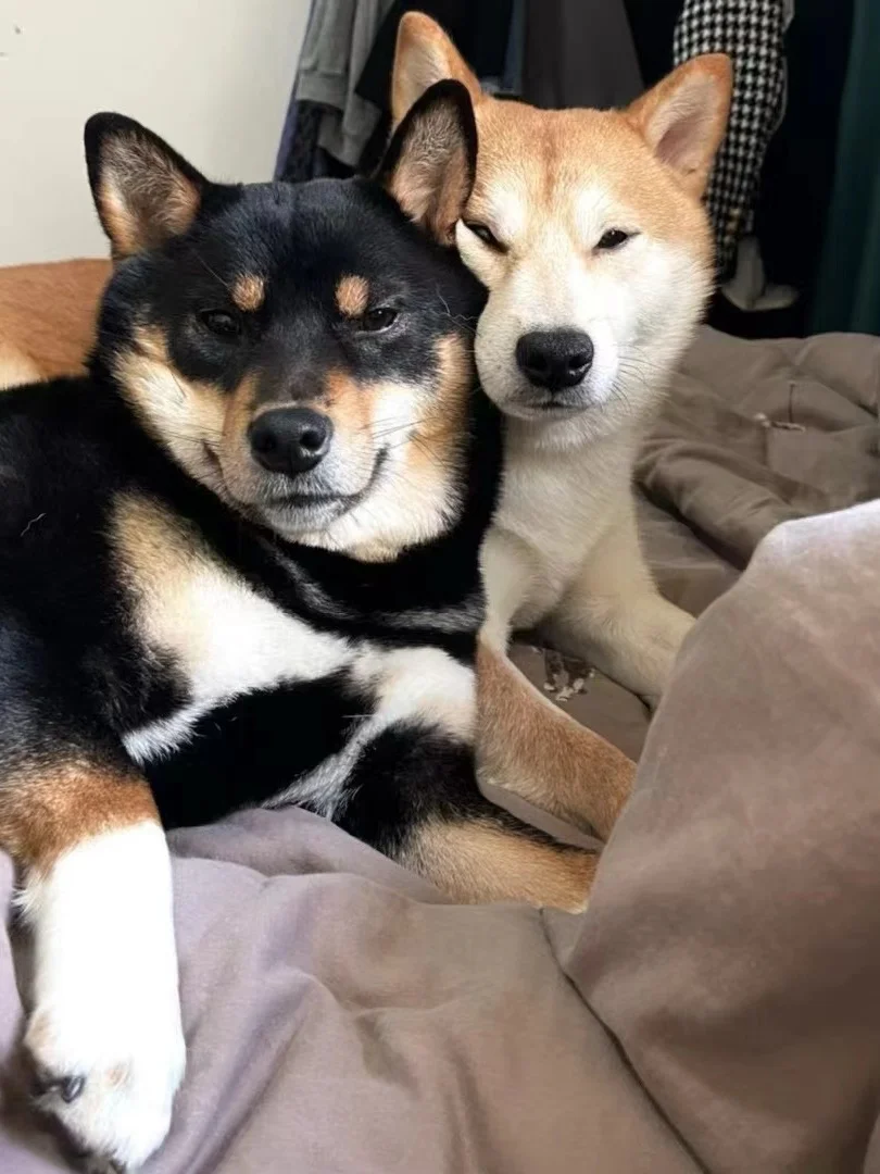 世界破破烂烂 小狗缝缝补补