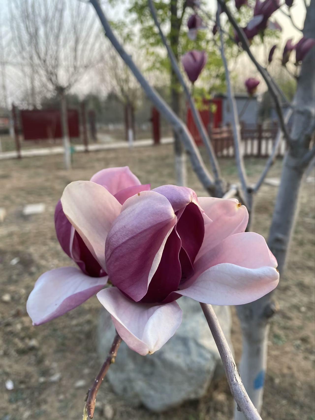 你觉得中国在哪些领域超越了美国