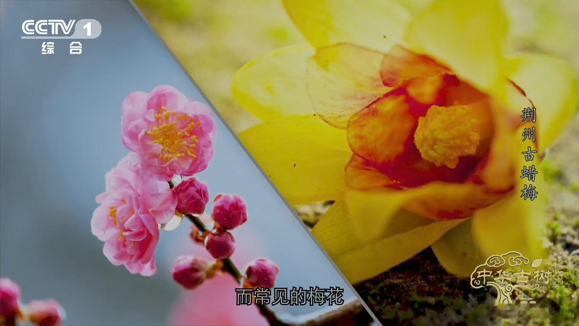 是蜡梅还是腊梅终于分清蜡梅和梅花了📚 真的长知识了，看完才明白，蜡梅和梅花只是