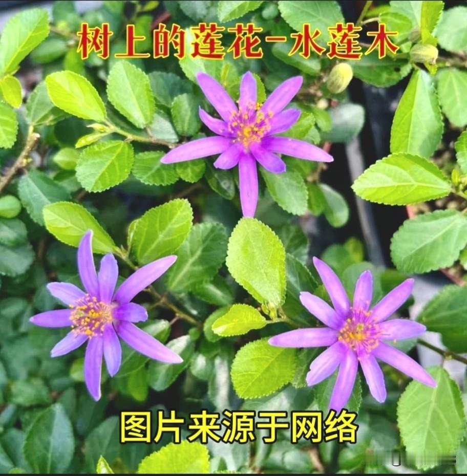 大家觉得它像睡莲吗？
自然界真的很神奇！今天想向
大家介绍一种长得很像水生植物睡