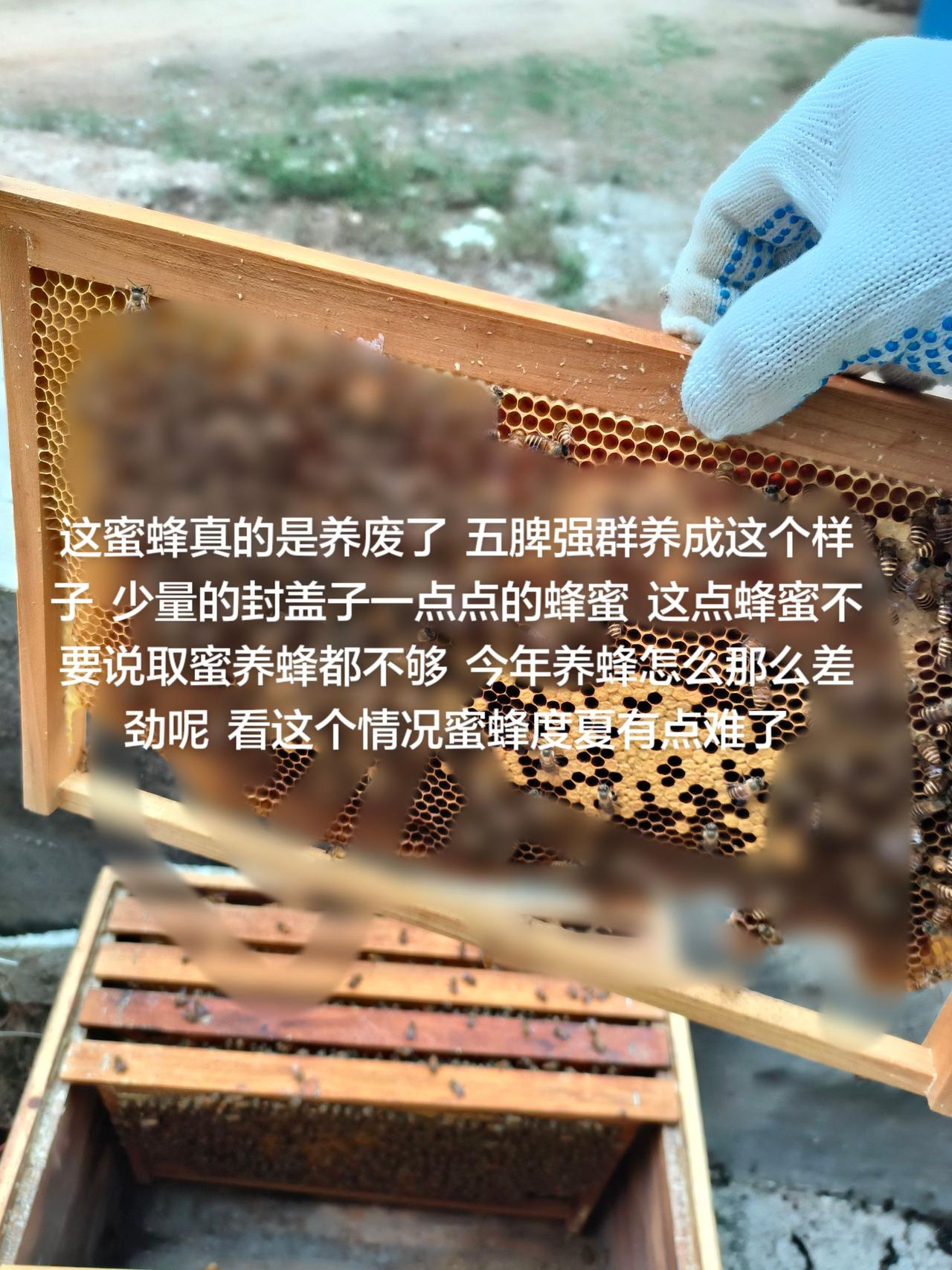 这蜜蜂真的是养废了
五脾强群养成这个样子
少量的封盖子一点点的蜂蜜
这点蜂蜜不要