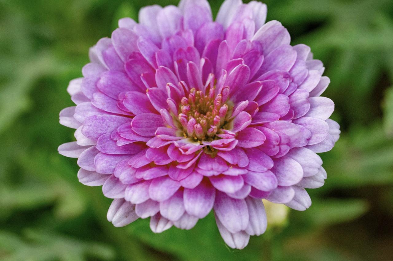 冬日生活打卡季这朵花在阳光下绽放，宛如一个精致的艺术品。层层叠叠的花瓣呈现出柔和