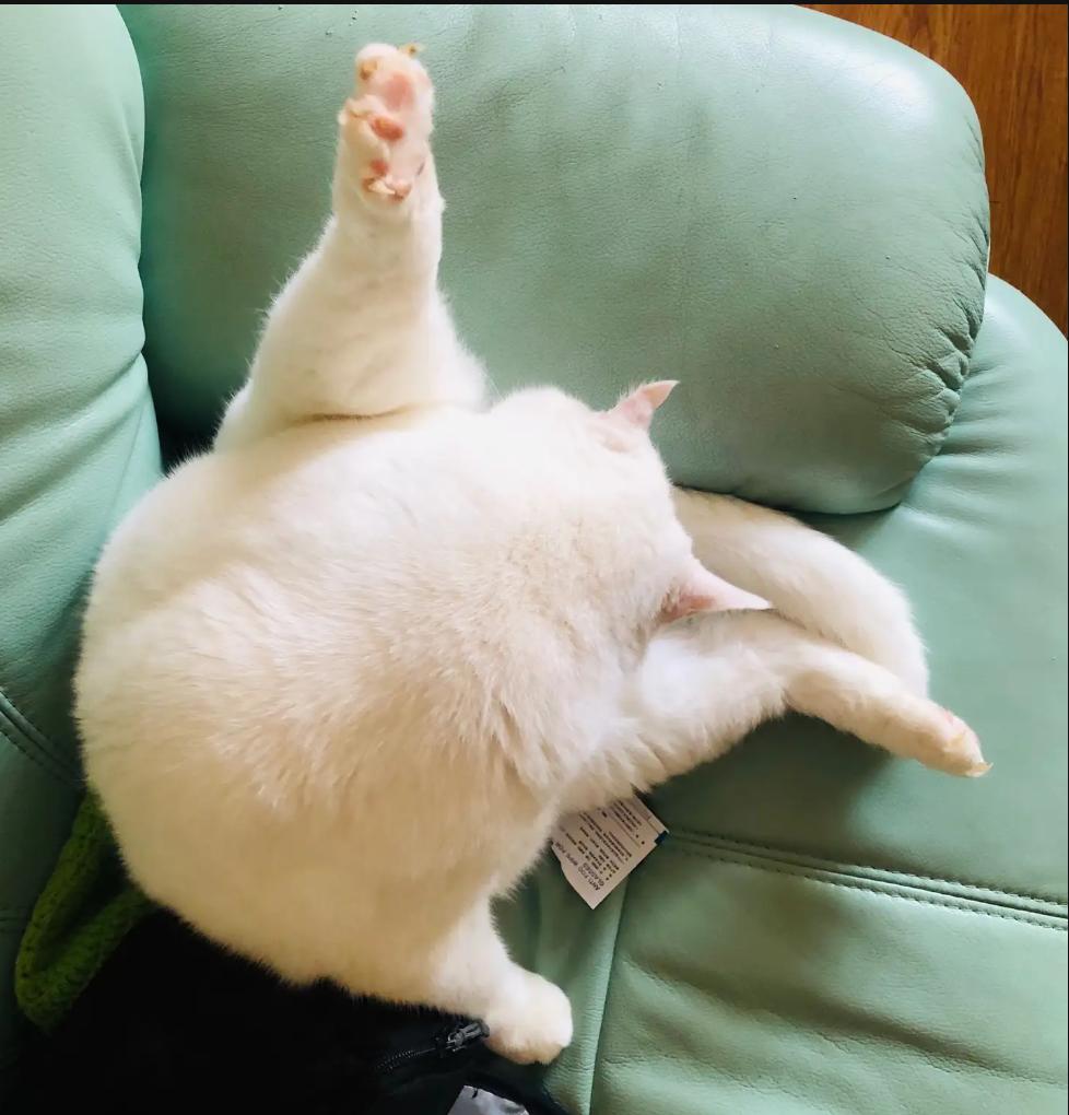 房贷+娃贷=人形牛马？公司最爱“活死人”，越惨越要往死里用！

刚听来个词儿，叫