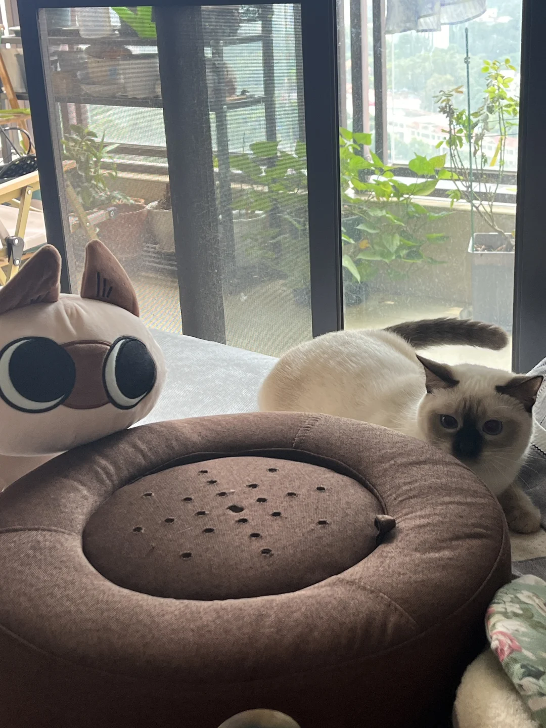 被我养到真的小豆泥啦