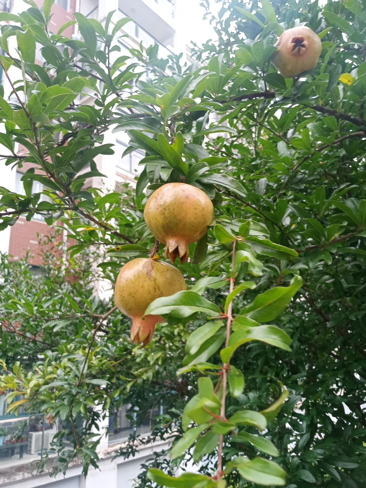 坚守自立耕读文脉 摒除享乐浮躁风气
 
枫林红叶
 

耕读传家贵自立，

莫随