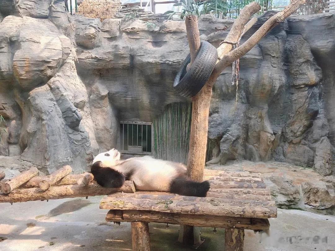 在北京动物园的百年历史上，曾开创了多项城市动物园“之最”，也成为了中国开放最早、