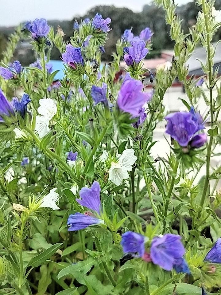 蓝花楹？不，是那抹野性的浪漫——蓝蓟的生命礼赞
 
在城市的某个角落，一簇蓝紫色