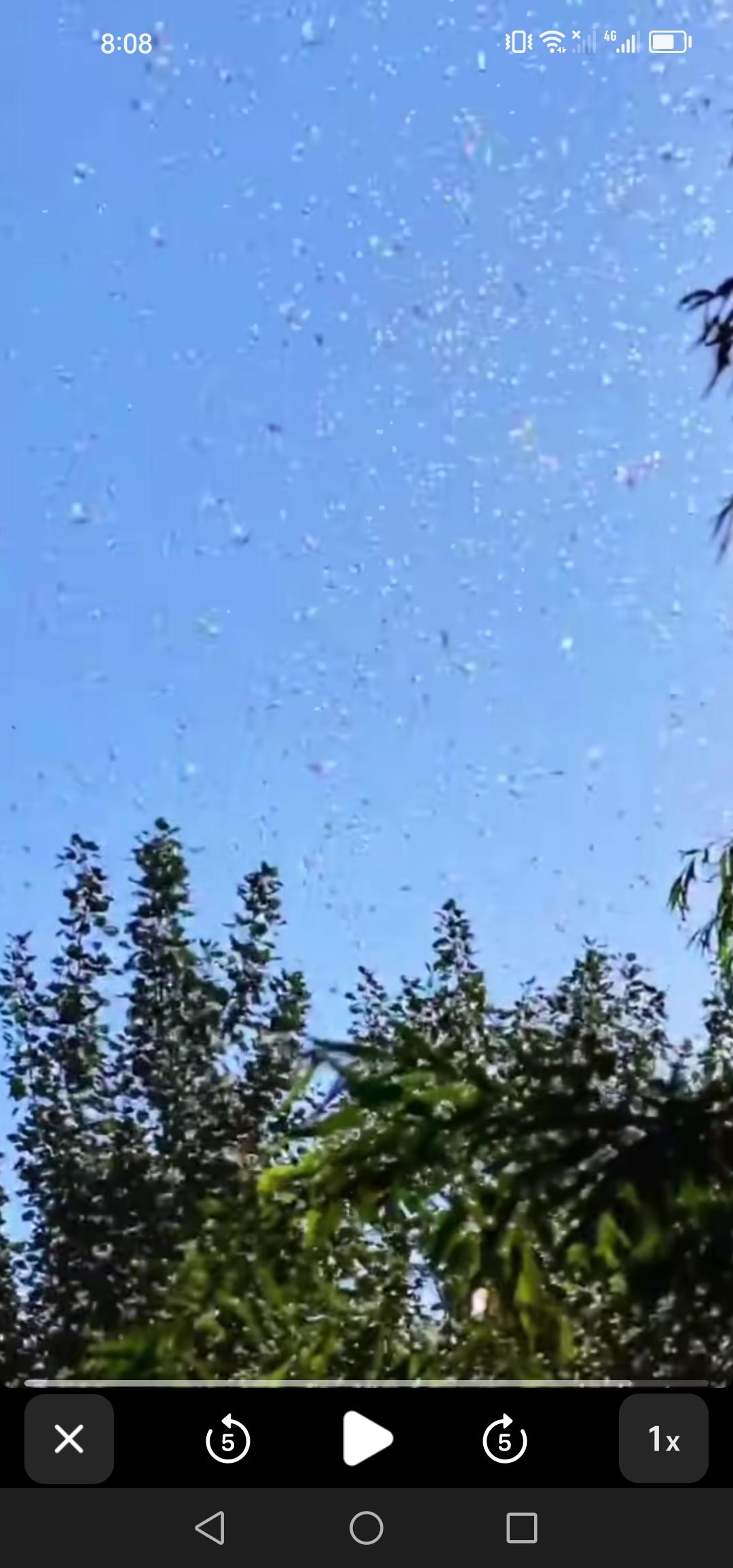 盛夏时分，吉林市江边蜉蝣漫天飞舞，那景象着实壮观！

每到这个季节，吉林市江边的