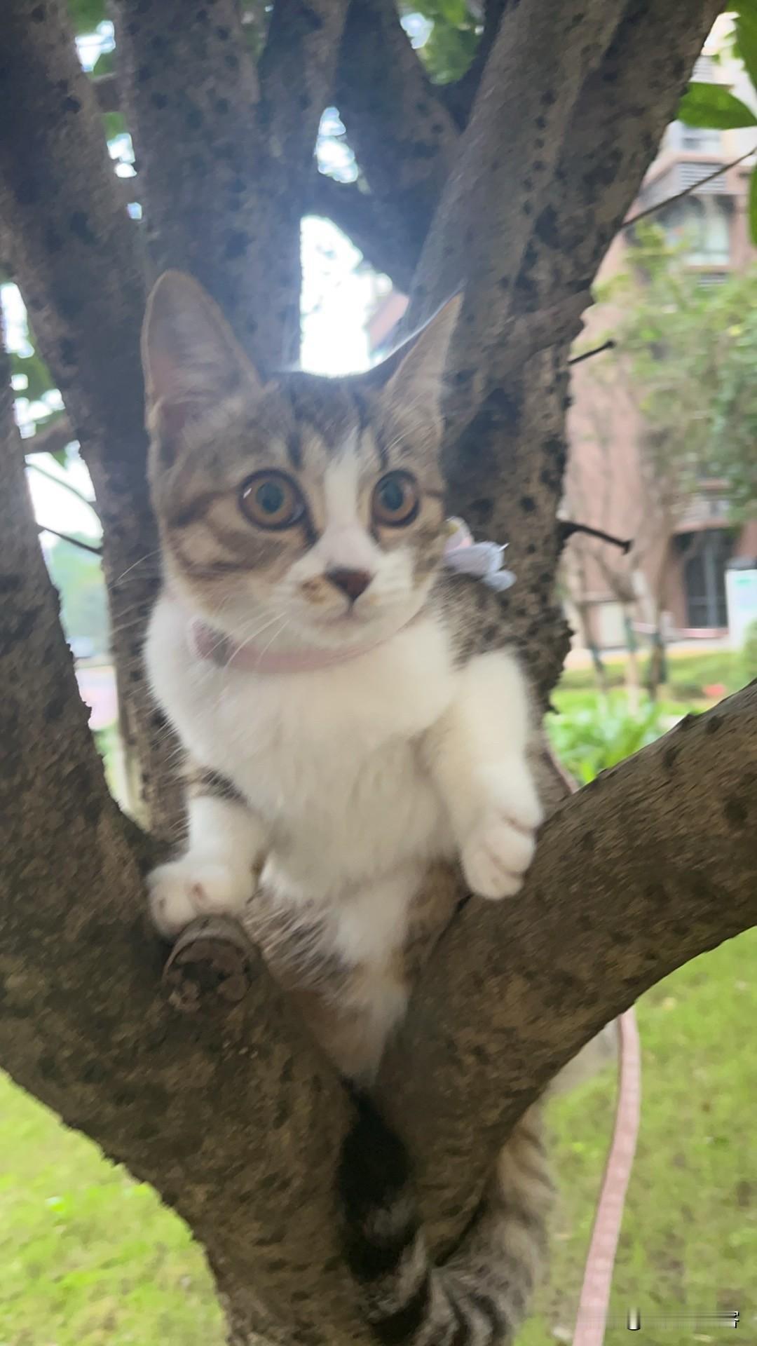 养猫以后有什么变化吗？没有，日子还是那个日子，该有的事情还要面对，只是多了一张吃